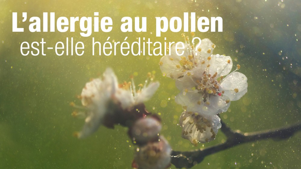 Allergie au pollen et hérédité - Transmission des allergies