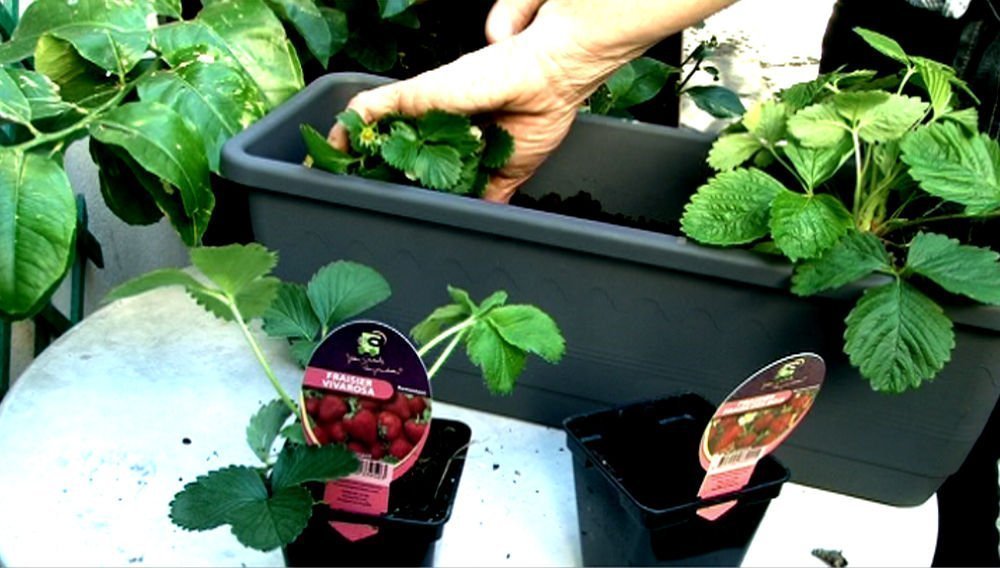 comment planter fraisier en jardiniere