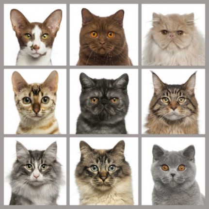 Fonds d'Écran: Sympathiques races de chats. Fonds, Photos 